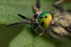 Goldaugenbremse (Chrysops relictus)