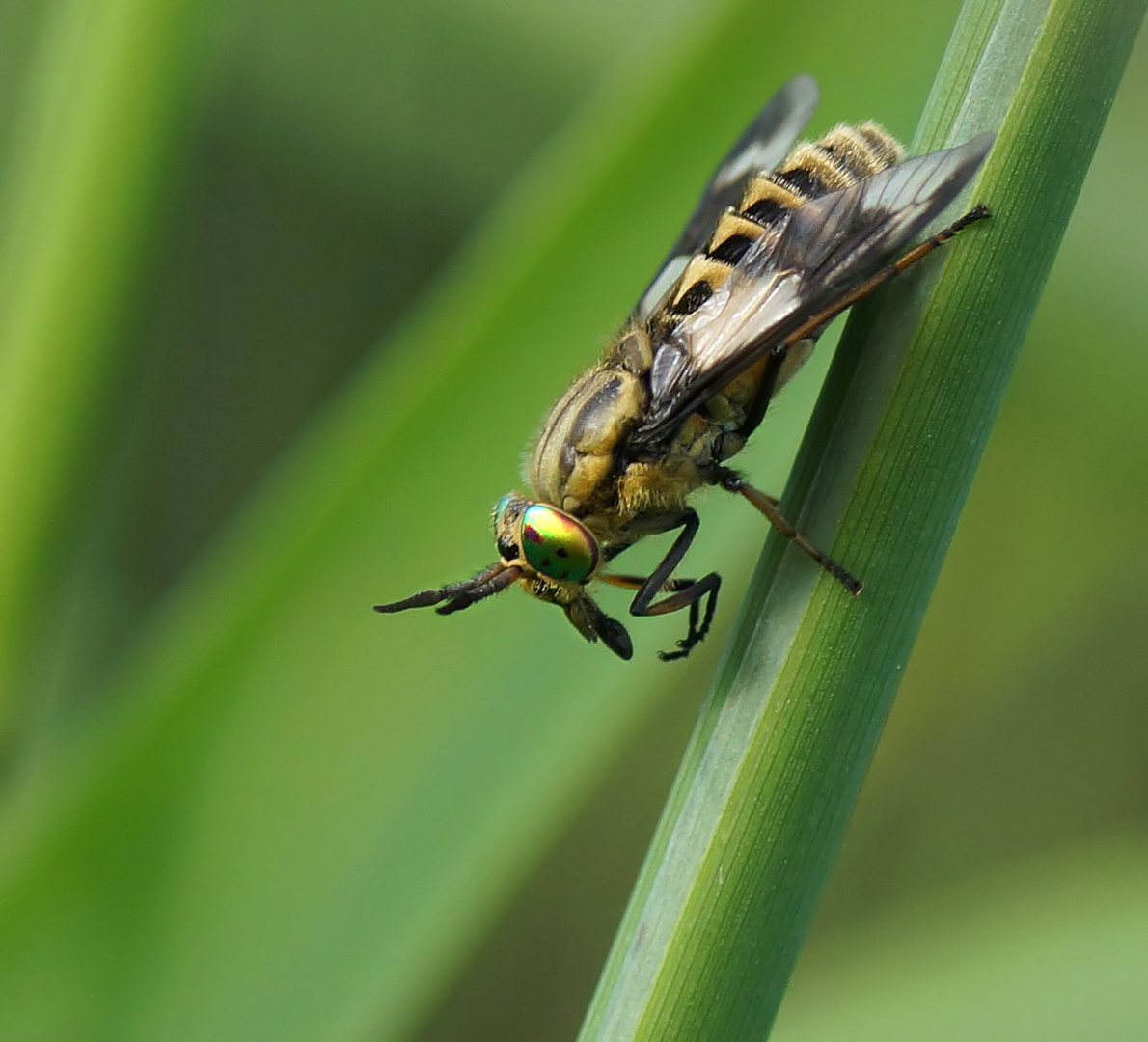 Goldaugenbremse (Chrysops relictus)