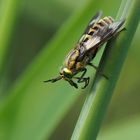 Goldaugenbremse (Chrysops relictus)