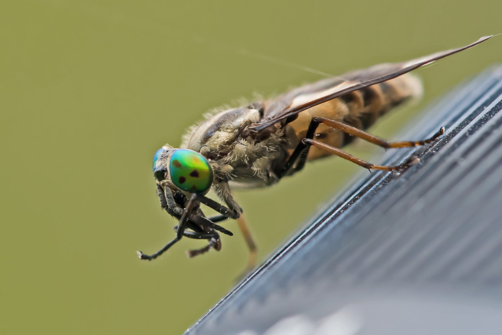 Goldaugenbremse (Chrysops relictus)