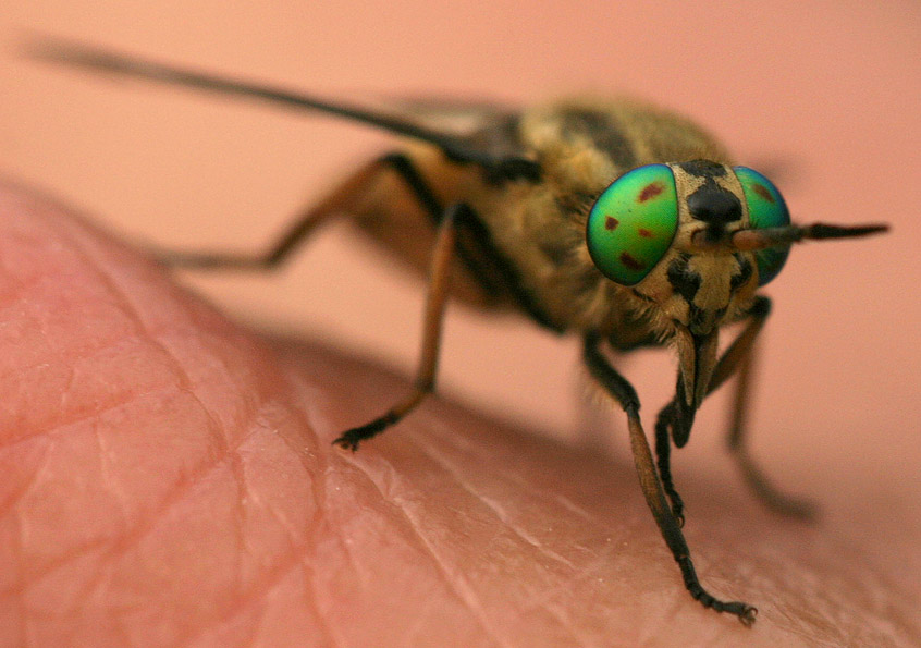 Goldaugenbremse (Chrysops relictus)