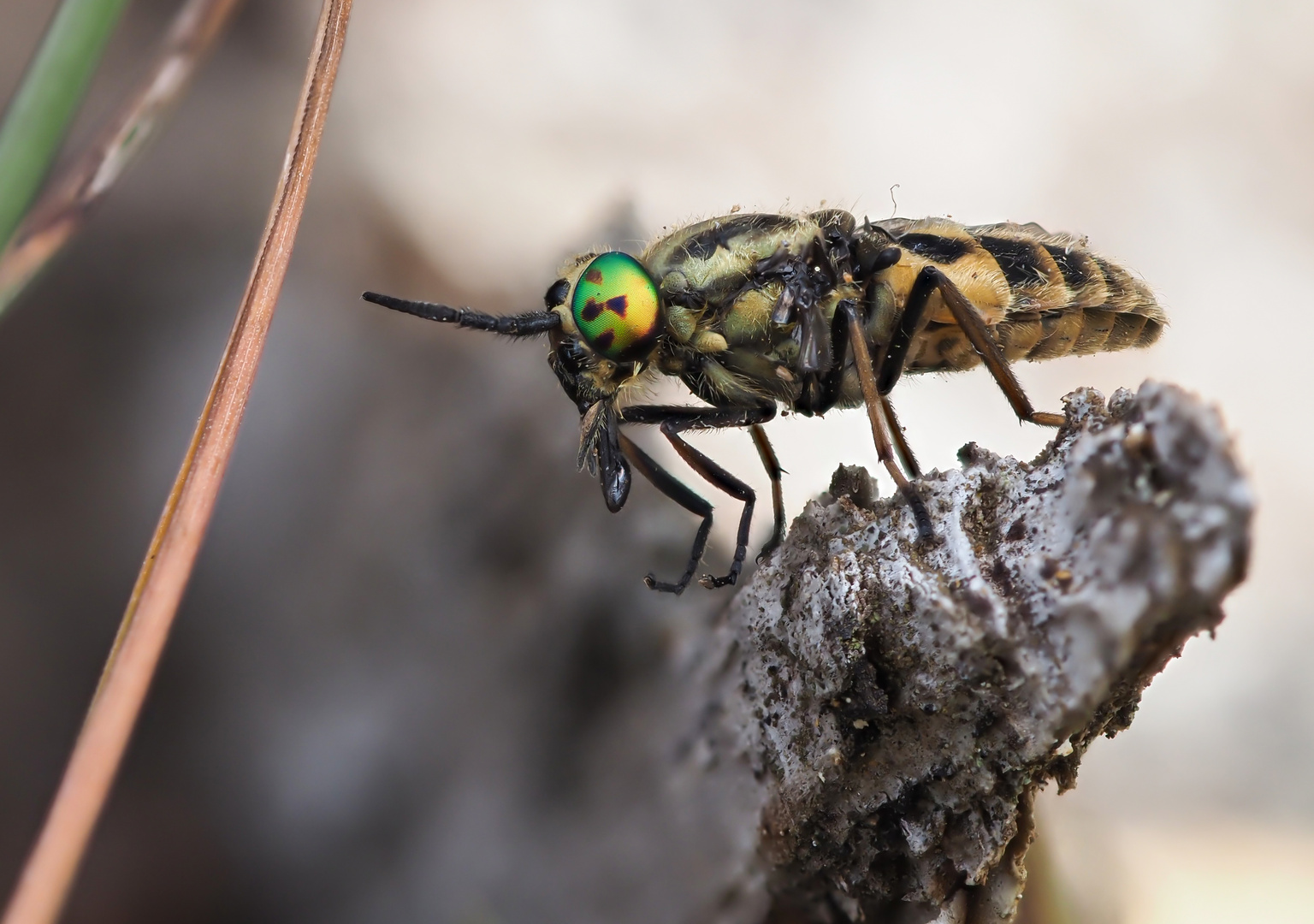 Goldaugenbremse (Chrysops relictus)