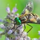 Goldaugenbremse . Chrysops relictus