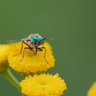 Goldaugenbremse (Chrysops relictus)