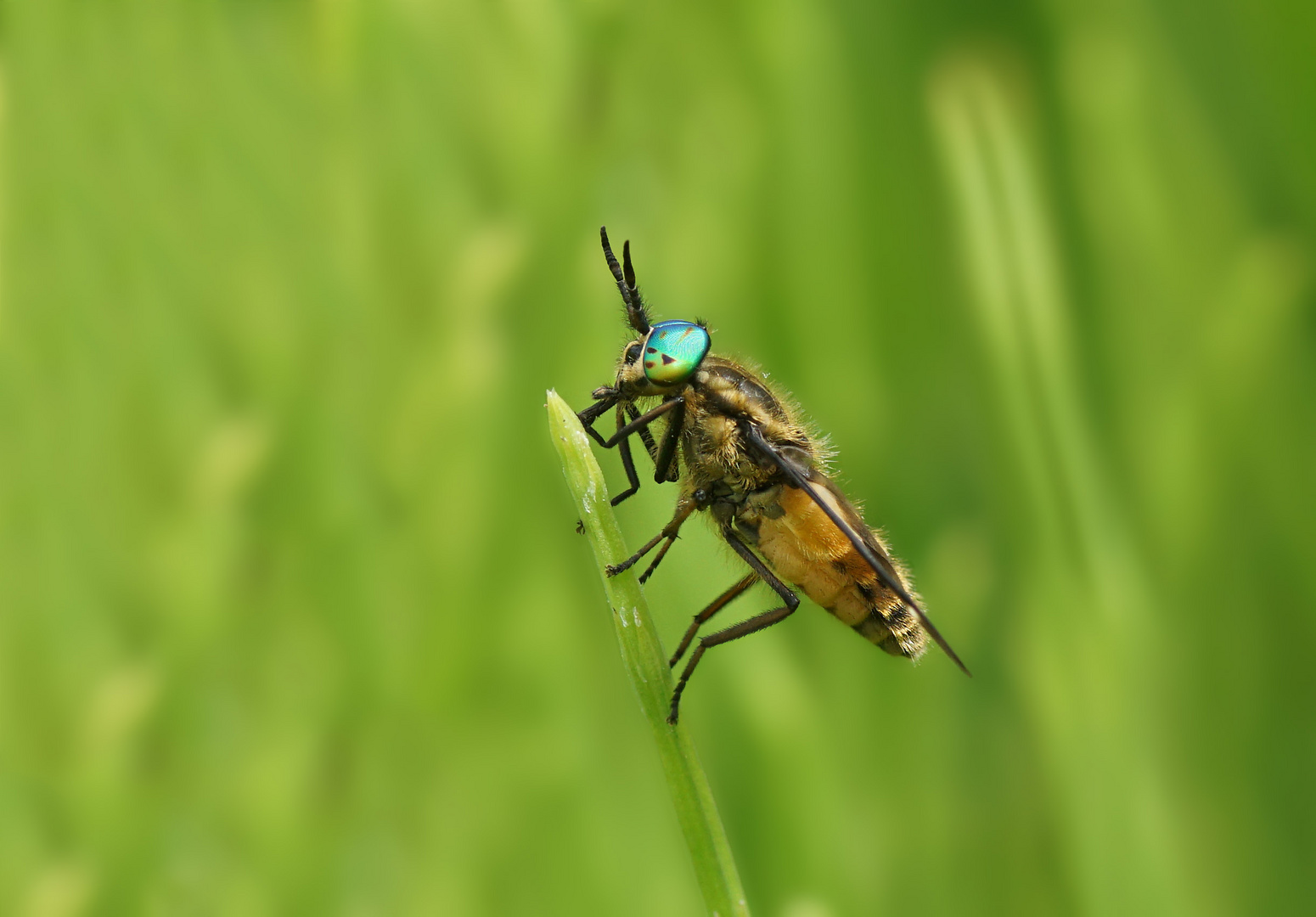 Goldaugenbremse (Chrysops relictus) m.