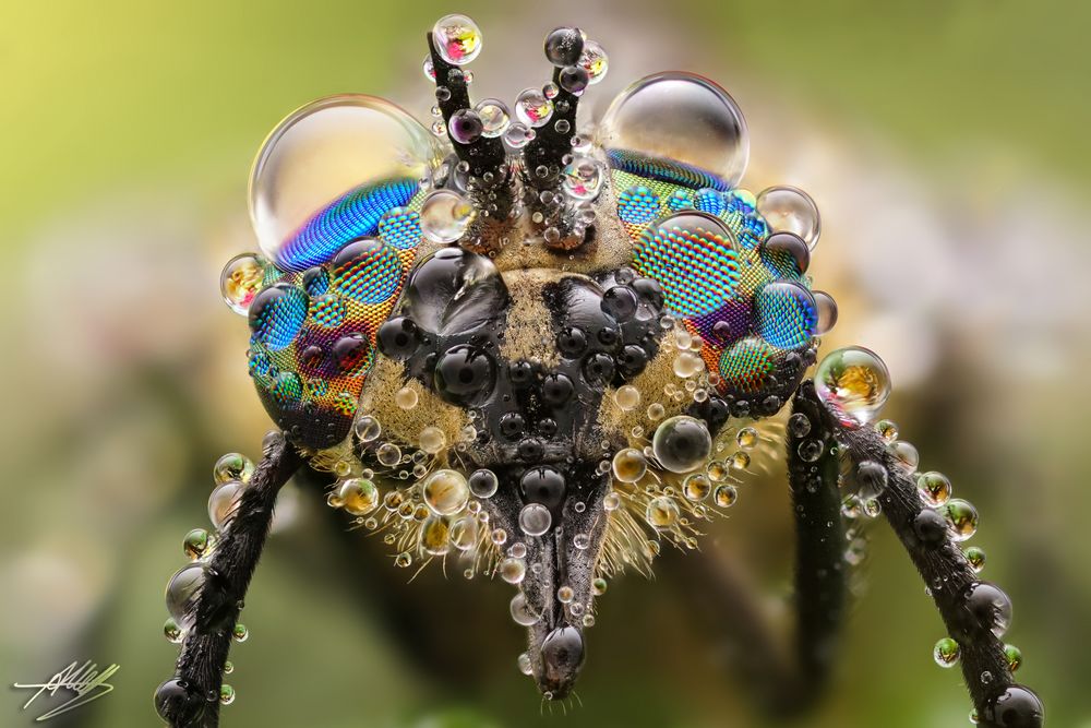 Goldaugenbremse (Chrysops relictus) mit Tautropfen