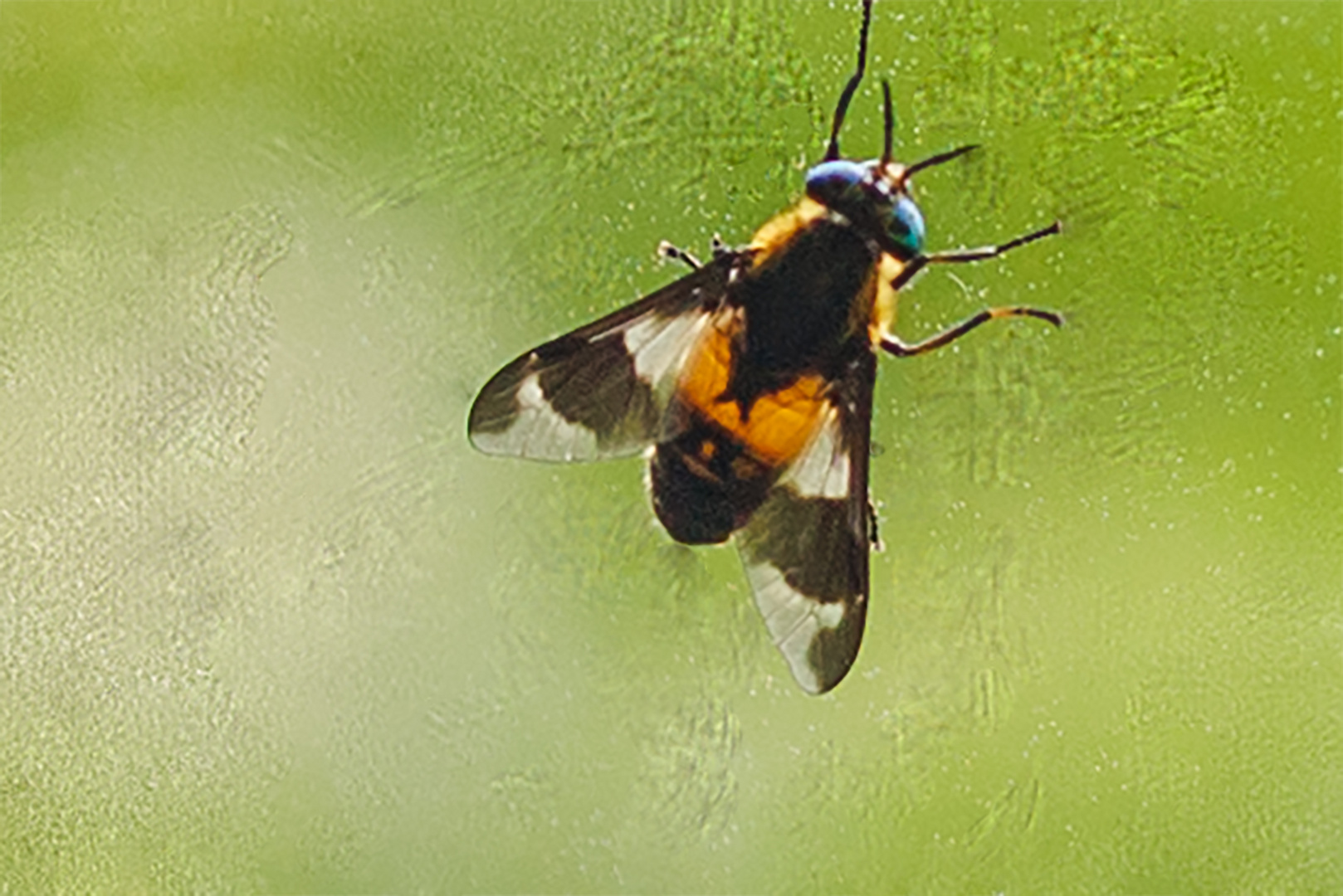 Goldaugenbrermse (Chrysops relictus) Weibchen