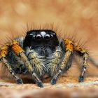 Goldaugenspringspinne-Männchen (Philaeus chrysops)