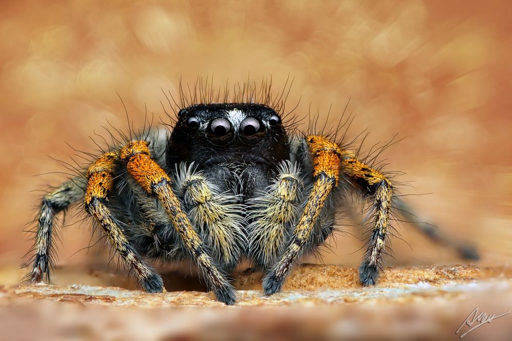 Goldaugenspringspinne-Männchen (Philaeus chrysops)