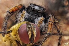 Goldaugenspringspinne Männchen (Philaeus chrysops) mit Beute