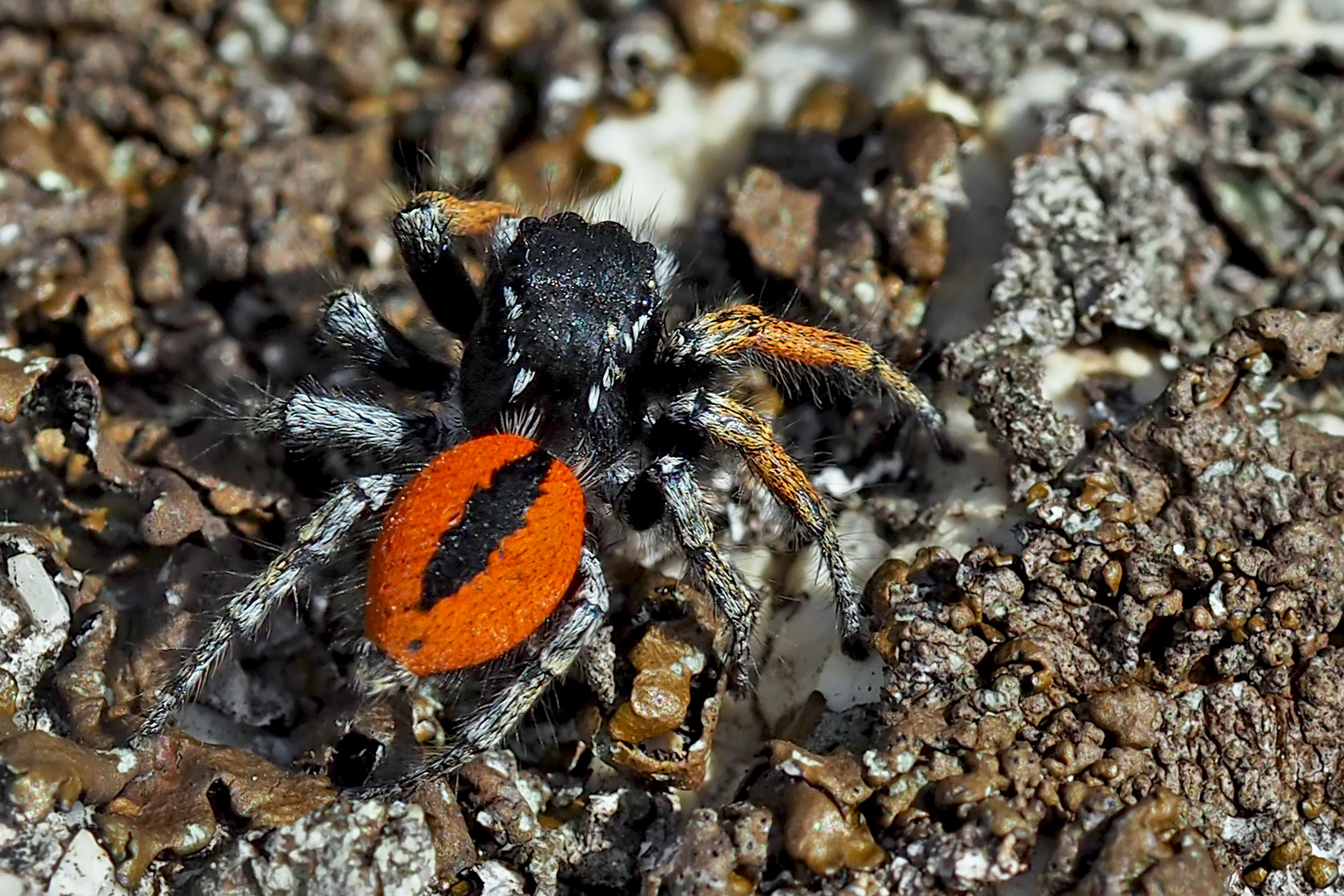 Goldaugenspringspinne, Männchen (Philaeus chrysops) - Saltique sanguinolent.