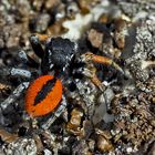 Goldaugenspringspinne, Männchen (Philaeus chrysops) - Saltique sanguinolent.