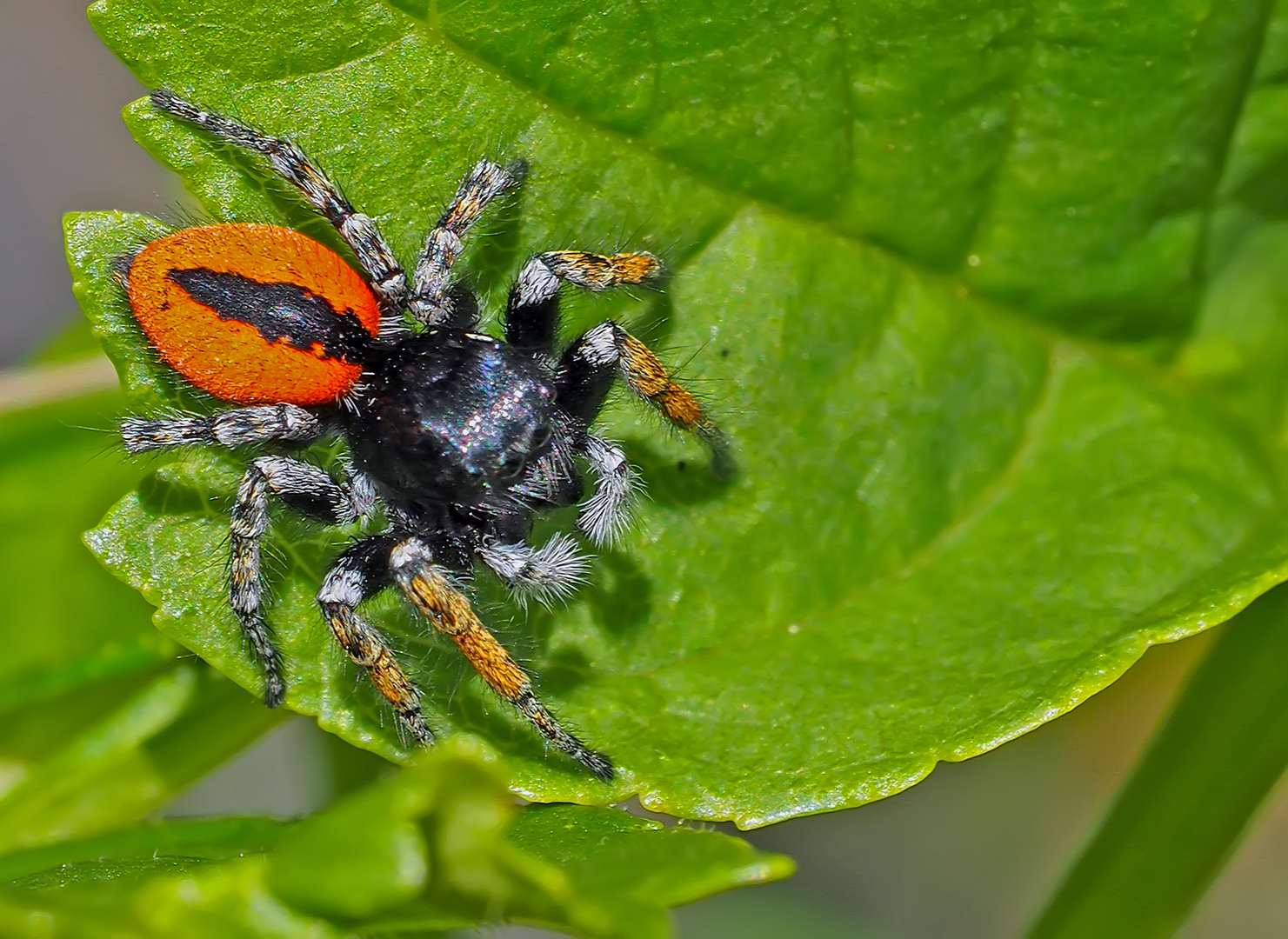 Goldaugenspringspinne, Männchen (Philaeus chrysops) - Saltique sanguinolent. *