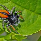 Goldaugenspringspinne, Männchen (Philaeus chrysops) - Saltique sanguinolent. *