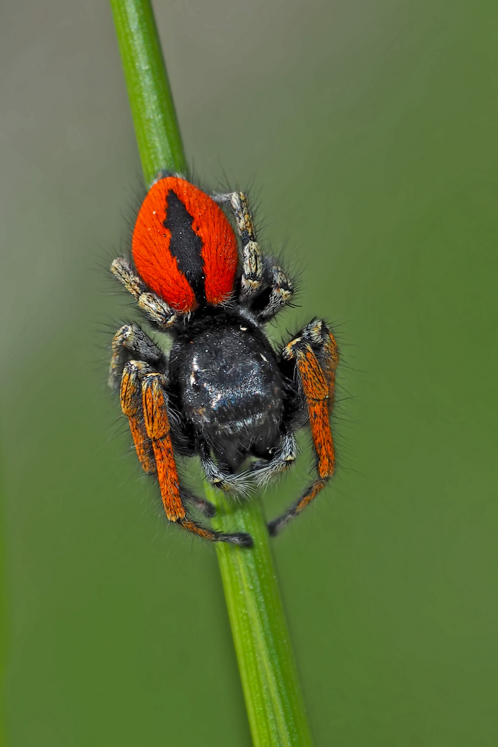 Goldaugenspringspinne, Männchen (Philaeus chrysops) - Saltique sanguinolent. 