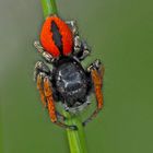 Goldaugenspringspinne, Männchen (Philaeus chrysops) - Saltique sanguinolent. 