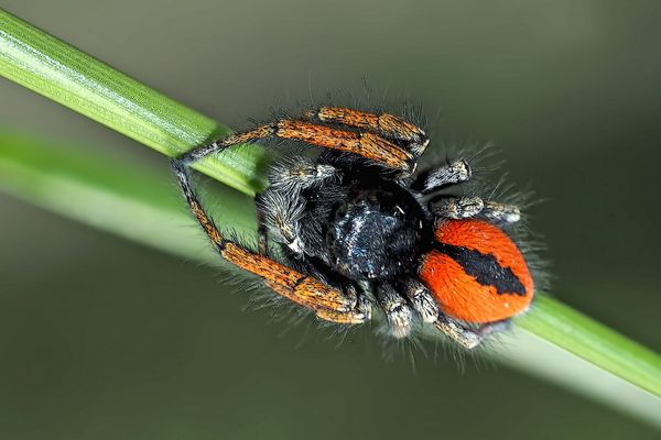 Goldaugenspringspinne (Philaeus chrysops)
