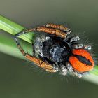 Goldaugenspringspinne (Philaeus chrysops)