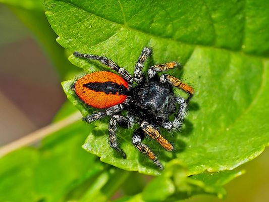 Goldaugenspringspinne (Philaeus chrysops) - Saltique sanguinolent. 