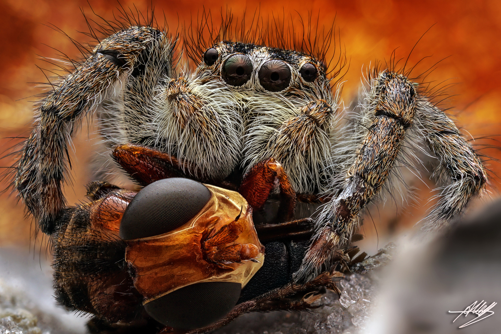 Goldaugenspringspinne Weibchen (Philaeus chrysops) mit Beute