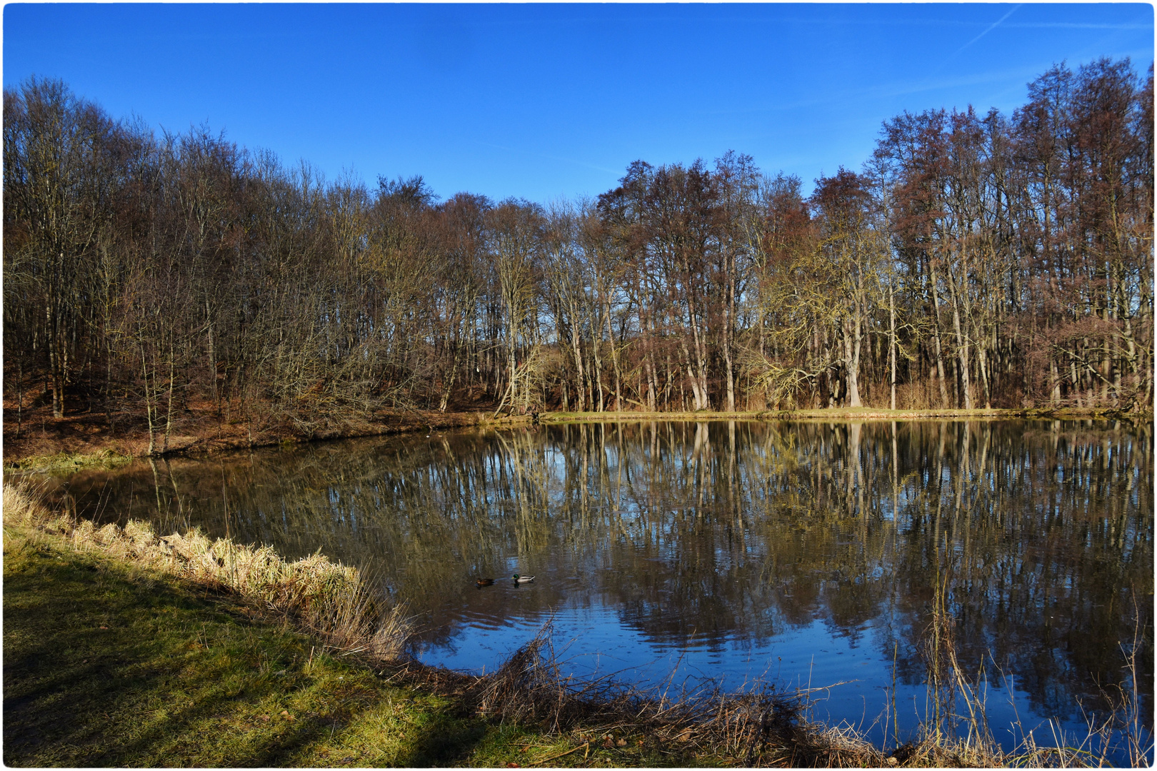 Goldbach -Teich in Oesig