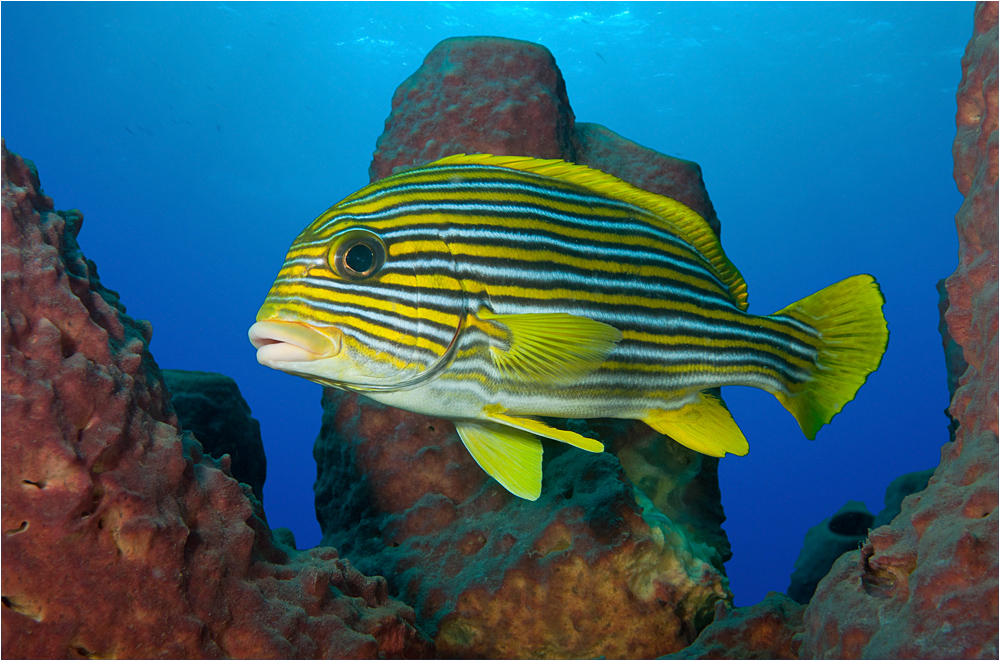 Goldband-Süsslippe - Plectorhinchus polytaenia