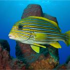 Goldband-Süsslippe - Plectorhinchus polytaenia