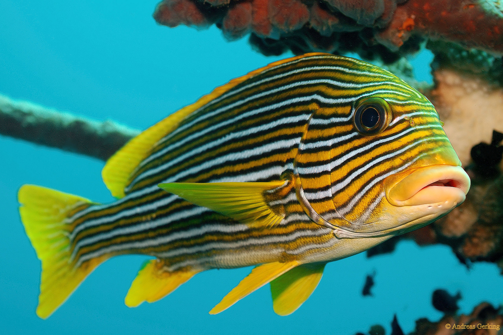 Goldband-Süsslippe - Plectorhinchus polytaenia