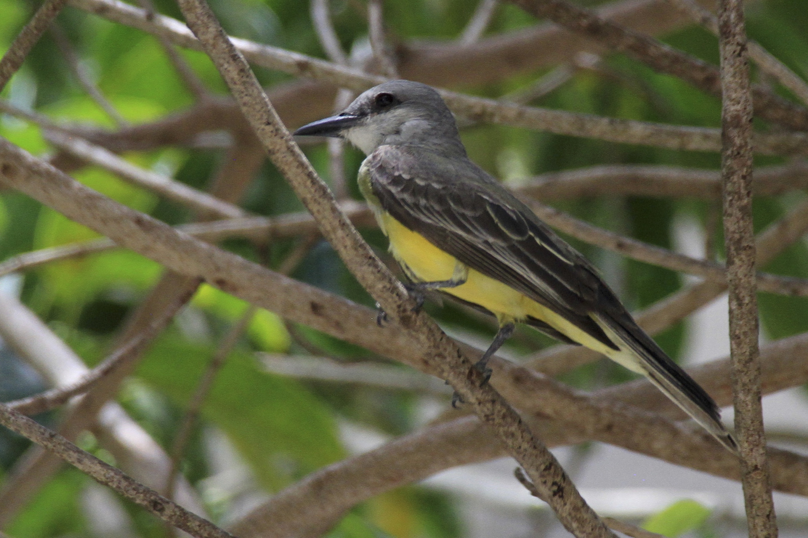 Goldbauchvogel