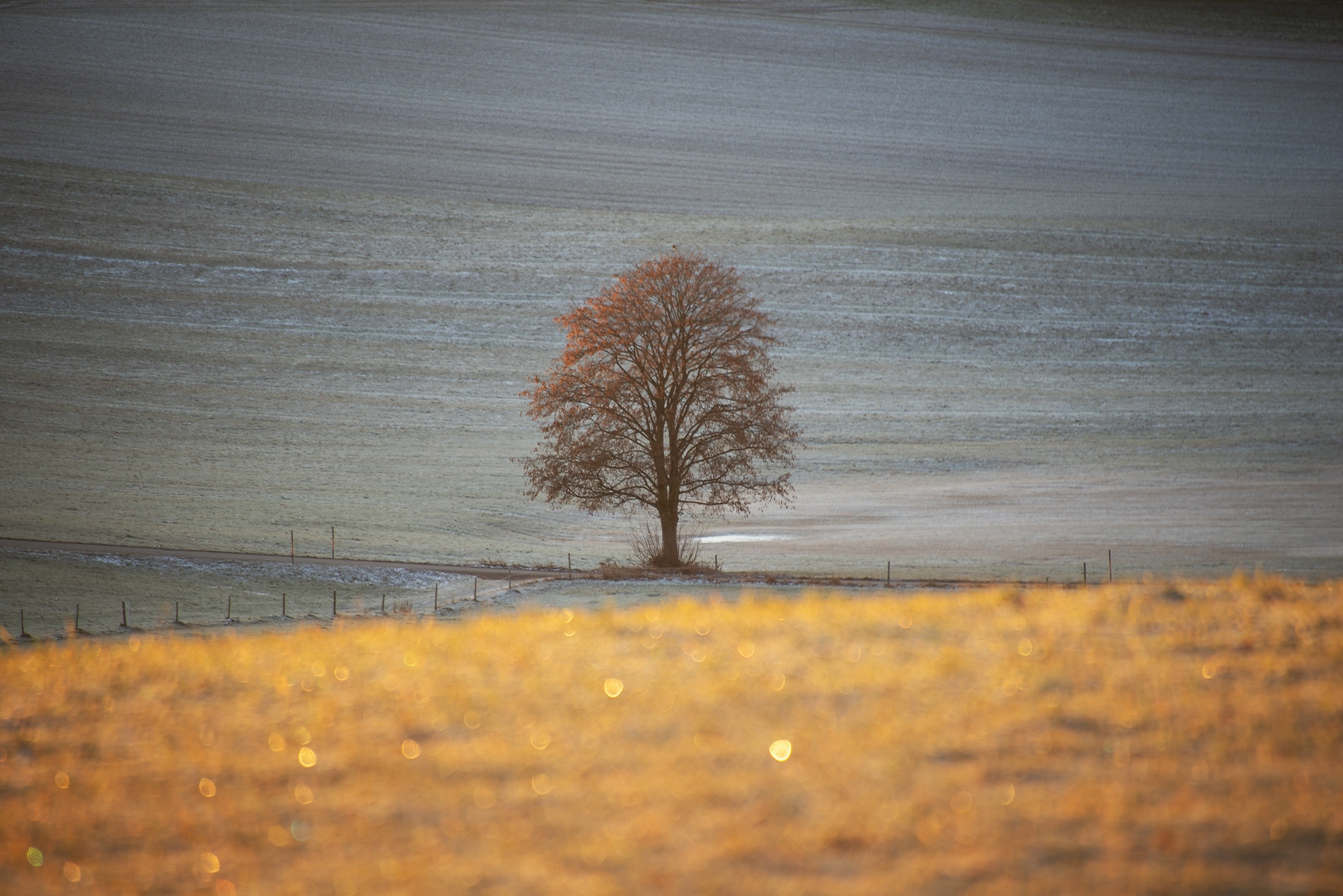 ::. Goldbaum .::