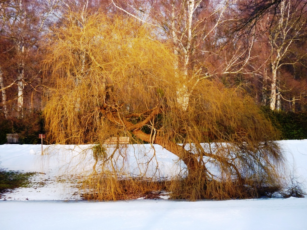 Goldbaum Foto & Bild jahreszeiten, winter, natur Bilder auf
