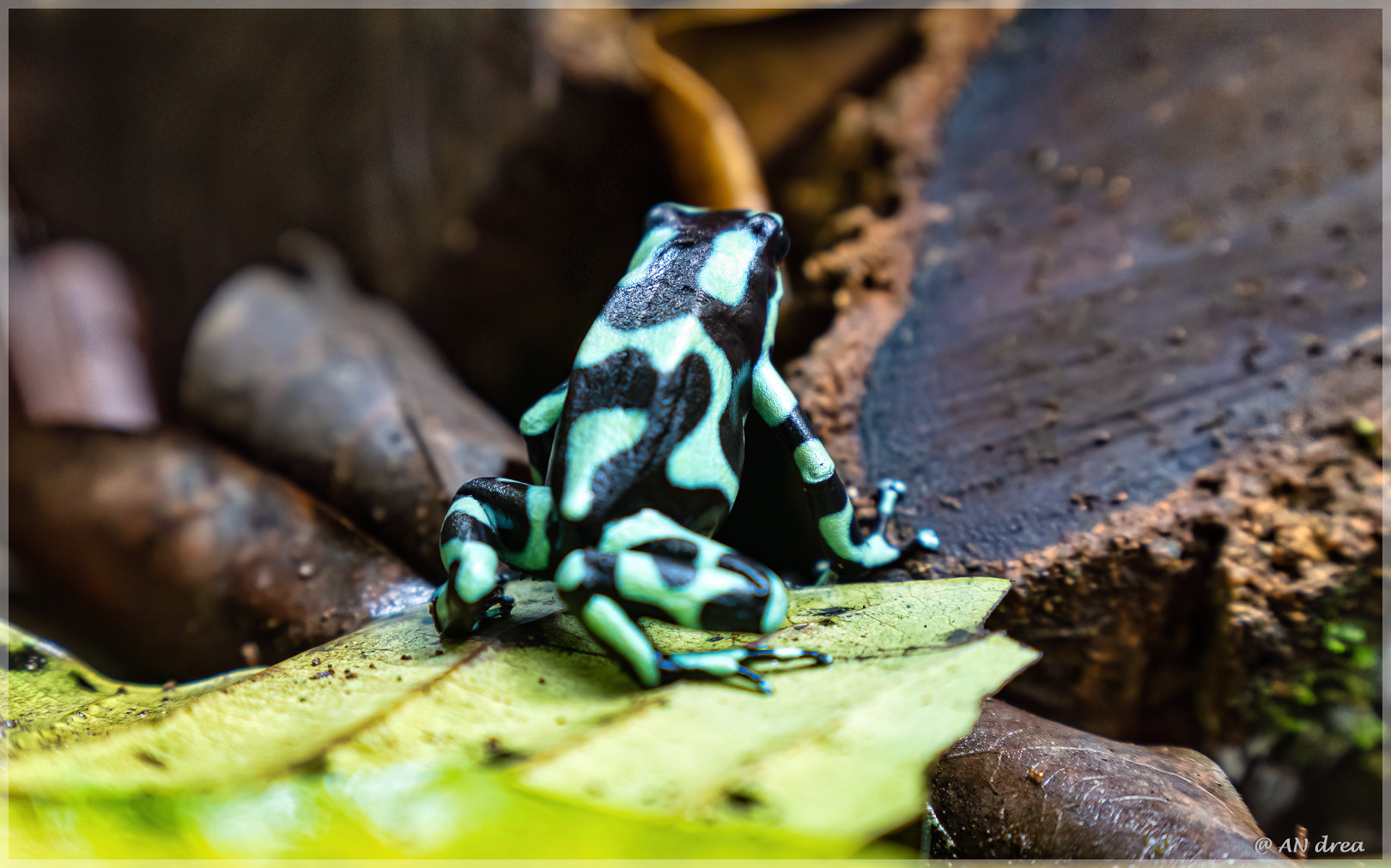 Goldbaumsteiger Dendrobates auratus Costa Rica im Tirimbina Nationalpark