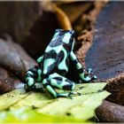 Goldbaumsteiger Dendrobates auratus Costa Rica im Tirimbina Nationalpark