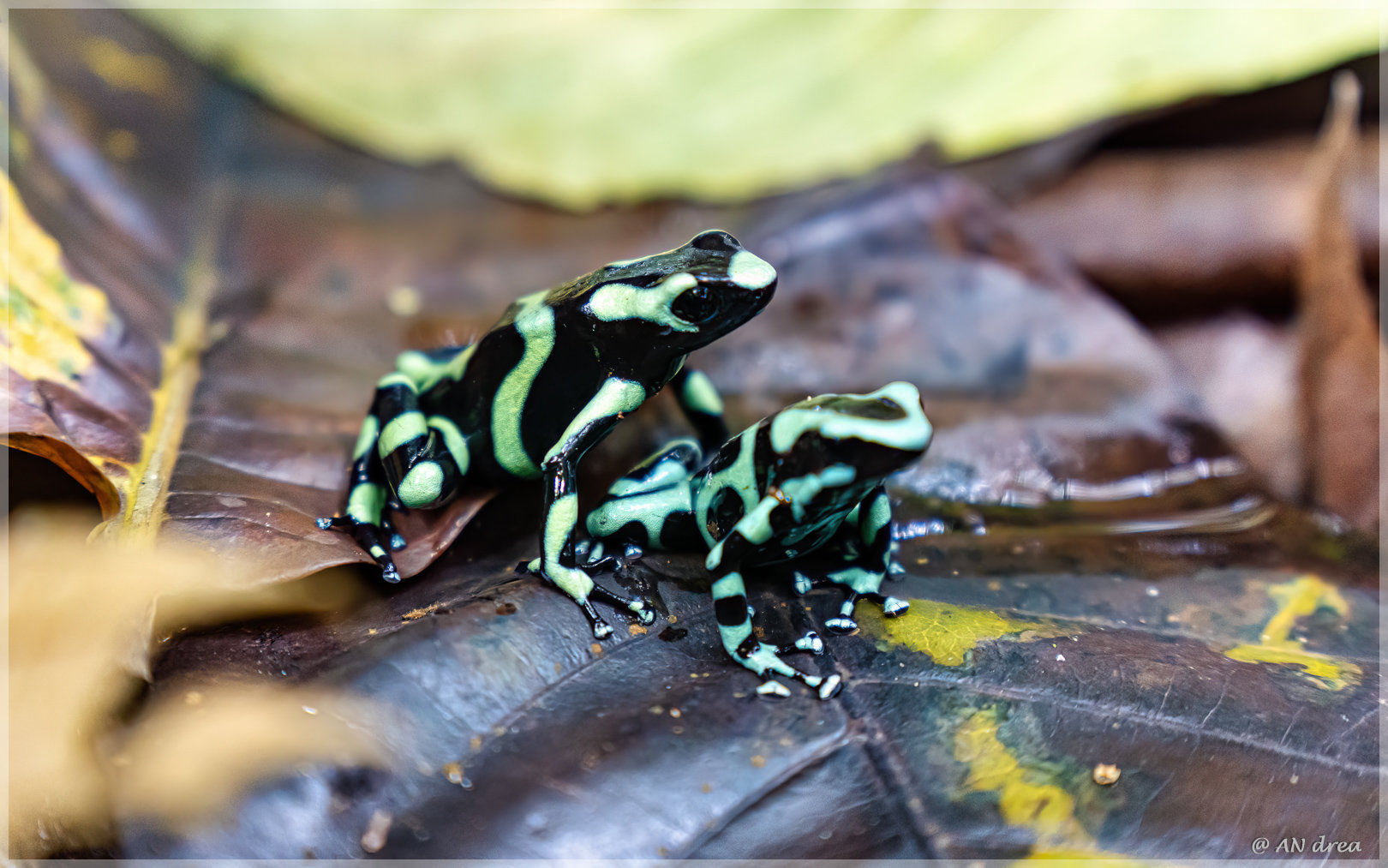 Goldbaumsteiger Dendrobates auratus Costa Rica im Tirimbina Nationalpark