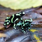 Goldbaumsteiger Dendrobates auratus Costa Rica im Tirimbina Nationalpark