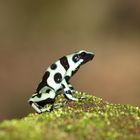 Goldbaumsteiger (Dendrobates auratus) im Regenwald von Costa Rica gesehen