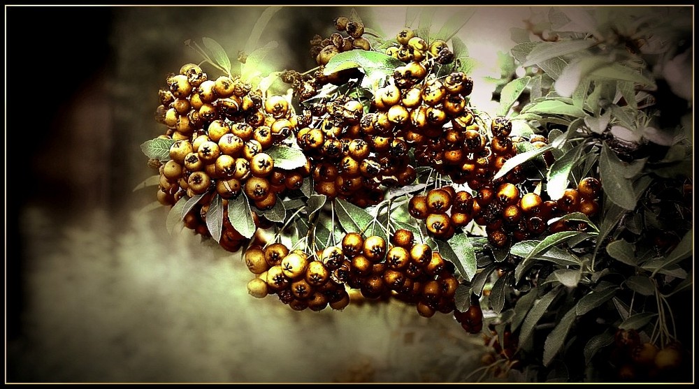 Goldbeeren