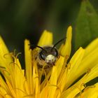 Goldbeinige Sandbiene Andrena chrysosceles - Männchen