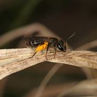 Goldbeinige Sandbiene Andrena chrysosceles - Weibchen