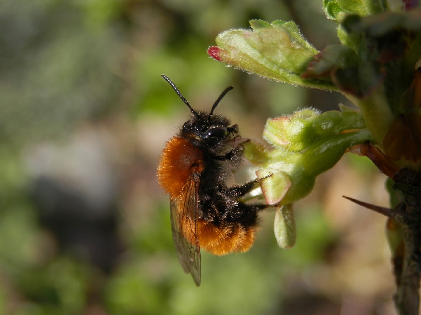 Goldbiene oder Fuchsrote Erd- oder Sandbiene (Andrena fulva)