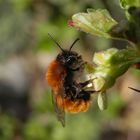 Goldbiene oder Fuchsrote Erd- oder Sandbiene (Andrena fulva)