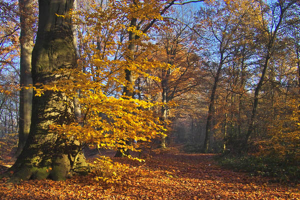 Goldblatt am Wegesrand