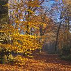 Goldblatt am Wegesrand