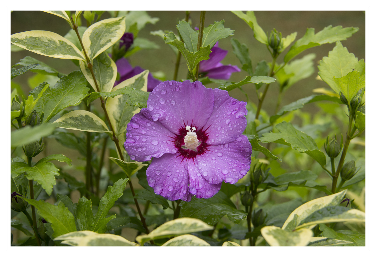 Goldblattliguster & Hibiskus Hecke Foto & Bild pflanzen, regen, natur
