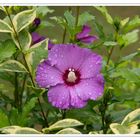 Goldblattliguster & Hibiskus Hecke