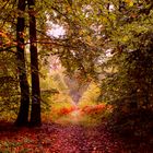 Goldbrauner Herbstwald