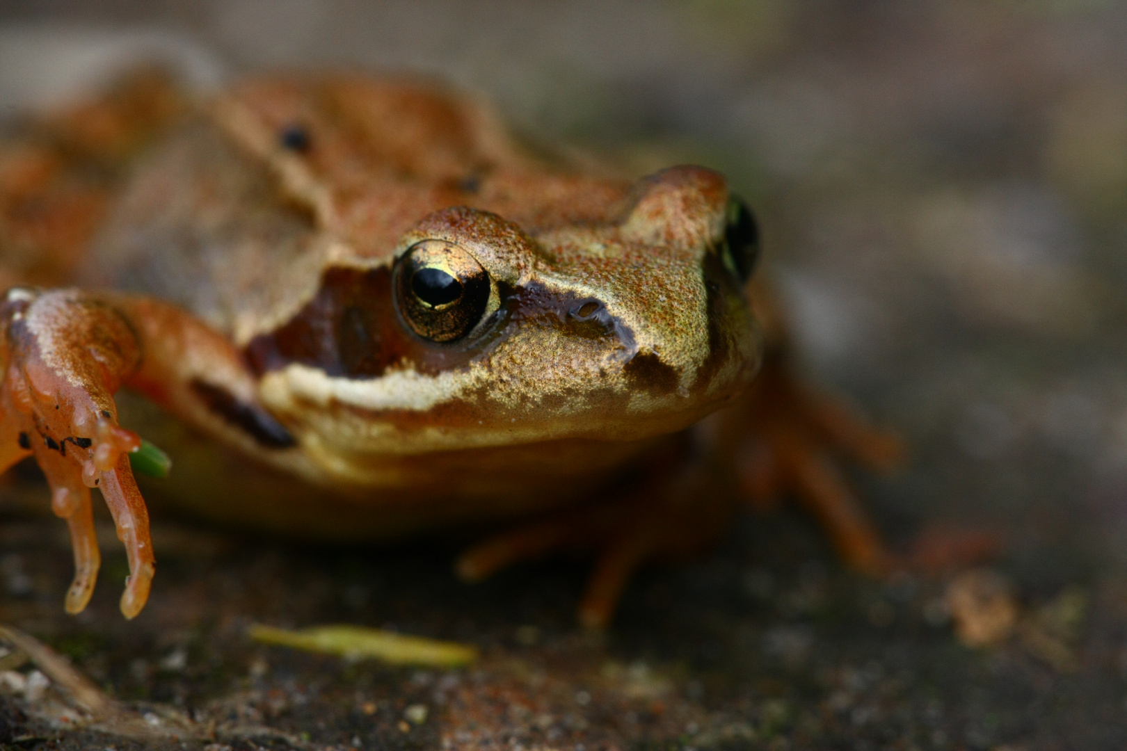 goldbronzener Blick