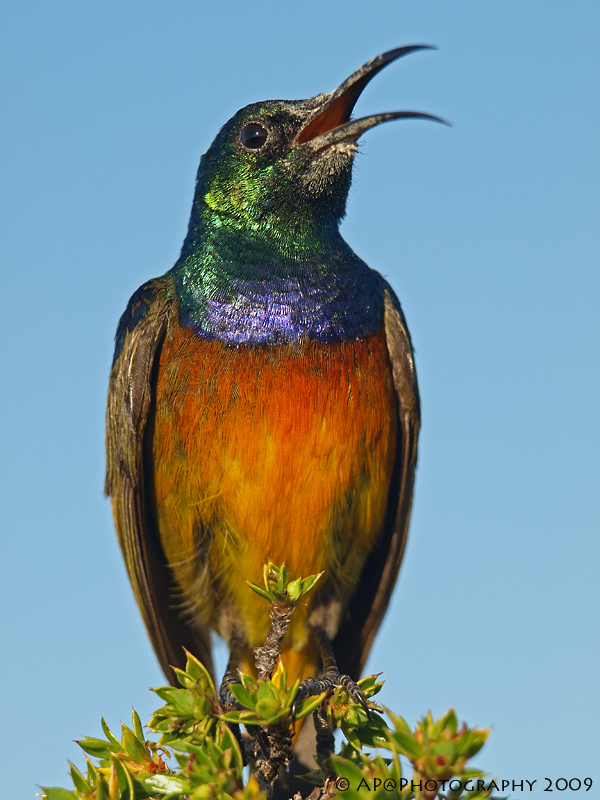 Goldbrust-Nektarvogel singend