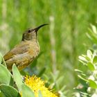 "Goldbrustnektarvogel, weibl."