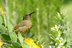 "Goldbrustnektarvogel, weibl."